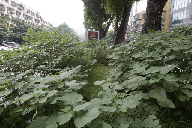 Các loại cây dại cao gần 2 mét mọc dại tập trung nhiều nhất đoạn gần ngã ba Giảng Võ - Trần Huy Liệu.