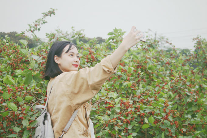 Các vườn dâu còn thu hút nhiều bạn trẻ đến chụp ảnh.