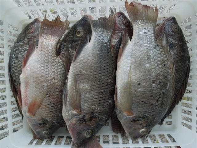 Cá rô phi nuôi không có được loại dầu cá khỏe mạnh như cá rô phi sống ở ao, hồ tự nhiên.