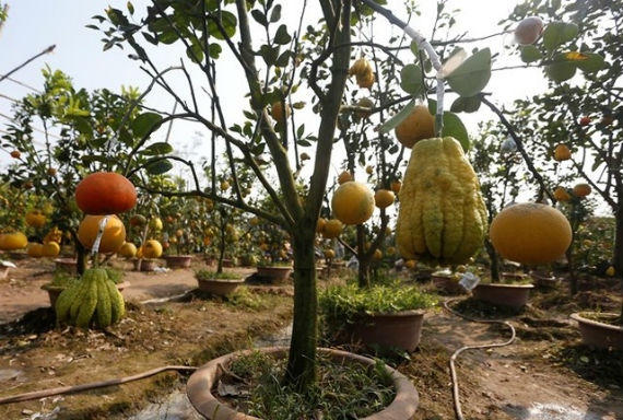 Nhờ mối ghép tinh tế mà nhiều loại quả sống trên một thân cây vẫn giữ được vị riêng