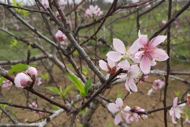 Đào ở Xuân Du chủ yếu là giống đào phai với đặc điểm nụ to, cánh hoa đẹp, lâu tàn, màu sắc bắt mắt.