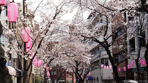 Lễ hội Ngắm hoa Anh đào Hanami là một trong những lễ hội truyền thống của người dân Nhật (ảnh Internet)
