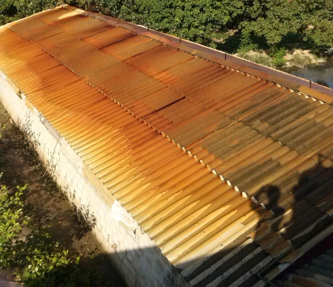 Mái lợp bờ lô xi măng nuôi lợn chuyển thành màu vàng sau khi được tưới nước làm mát