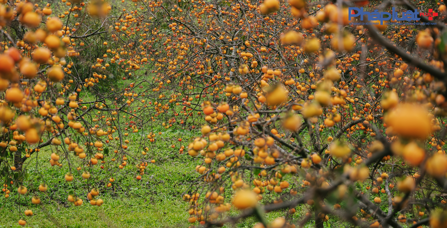 Cận cảnh vườn Hồng vào mùa tại vùng cao nguyên Mộc Châu.