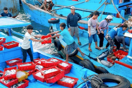 Từ sáng sớm hàng ngày chợ cá giá rẻ tại cảng Phú Quý đã rất nhộn nhịp cảnh ngư dân, tiểu thương, du khách chờ thuyền cập bến, trao đổi mua bán các loại mặt hàng hải sản tươi sống.
