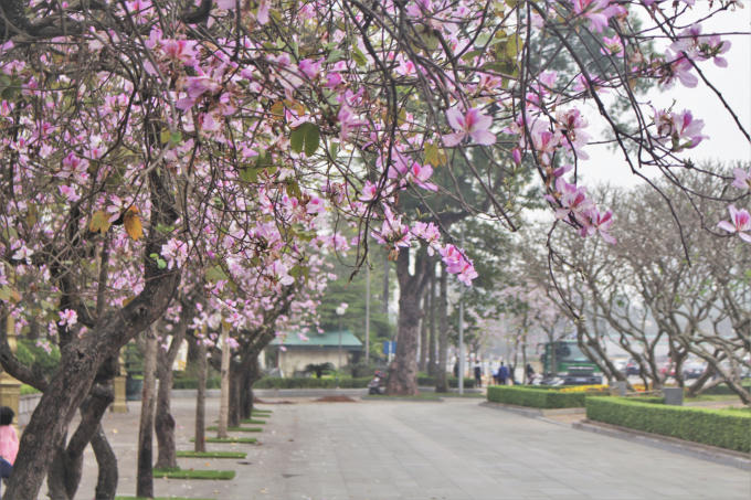 Hoa ban được trồng rất nhiều ở Hà Nội, nhưng những cây hoa ban trên đường Hoàng Diệu, Bắc Sơn luôn được nhiều người biết đến hơn cả.