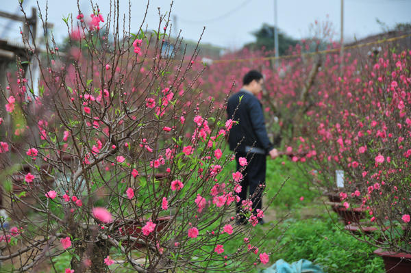 Dù đã tính toán kỹ về cách chăm sóc để đào nở đúng vào dịp Tết, nhưng không ít gốc đào Nhật Tân đã nở rộ trước Tết Nguyên đán.
