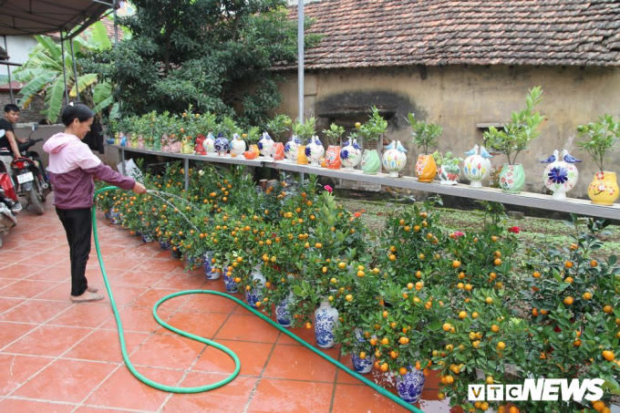 Bên cạnh những loại quất quen thuộc, năm nay gia đình bà Đỗ Thị Mai (Mễ Sở, Văn Giang, Hưng Yên) đã cho ra thị trường cây quất cảnh có quả độc đáo giống hình một chiếc bình hồ lô.