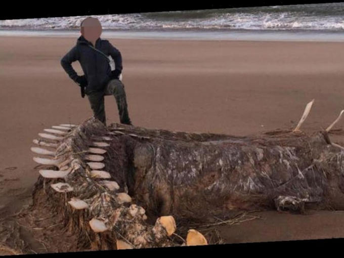 Một bộ xương khổng lồ dạt vào bờ được cho là của thủy quái  hồ Loch Ness.
