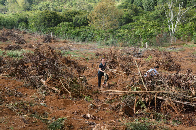 Nhiều cây cà phê của gia đình bà Phượng bị phá hoại nằm ngổn ngang.