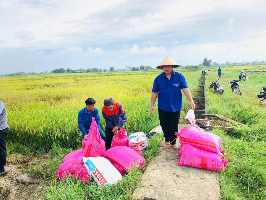 Các bạn Đoàn viên, thanh niên hỗ trợ người dân thu hoạch lúa chín.