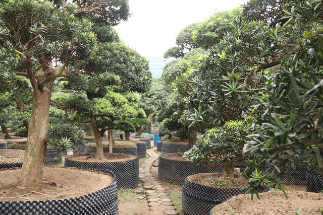 Khi về Việt Nam, tùng la hán được trồng trong các bồn đất lớn và được các nghệ nhân cây cảnh trực tiếp chăm sóc, cắt tỉa.