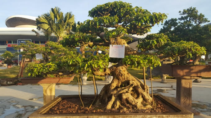 Chiêm ngưỡng những tác phẩm nghệ thuật Bonsai đặc sắc tại hội chợ OCOP Quảng Ninh lần thứ V