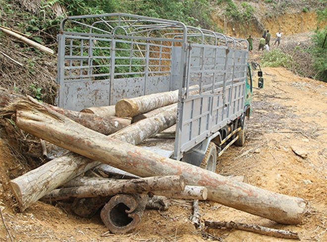 Xe ô tô vào chở gỗ ra khỏi rừng để đi tiêu thụ bị phát hiện bắt giữ