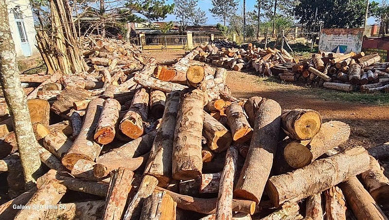 Hàng chục khối gỗ bị cơ quan chức năng thu giữ. (Ảnh: Báo Đắk Nông)