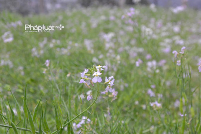 Tại thị trấn Phó Bảng (huyện Đồng Văn) hoa Cải cũng đang đua nở.