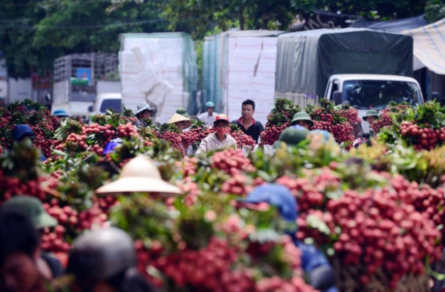 Bắc Giang tiêu thụ hơn 20 nghìn tấn vải thiều sớm, hơn một nửa xuất khẩu đi nước ngoài