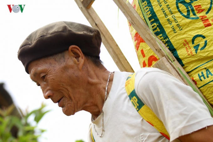Có cả những người già tham gia thu hoạch cho kịp vụ