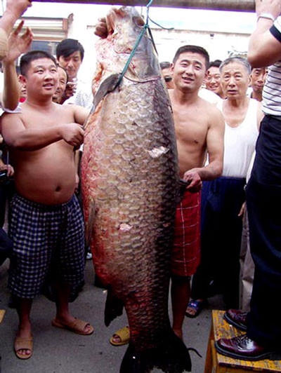 Con trắm đen nặng 75kg này được cho là kỷ lục ở Trung Quốc, song so với con 90kg ở Hồ Tây thì còn kém xa, còn so với con 2,5 tạ ở Việt Trì thì chỉ đáng hàng “tép riu”. (Ảnh sưu tầm).