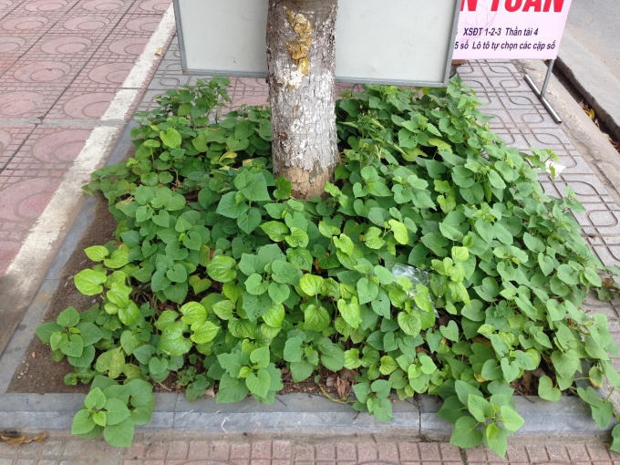 Thậm chí vài người dân sống trên phố Ngô Gia Tự (Long Biên, Hà Nội) còn tận dụng những khoảng đất trống quanh gốc cây trên vỉa hè để trồng rau.