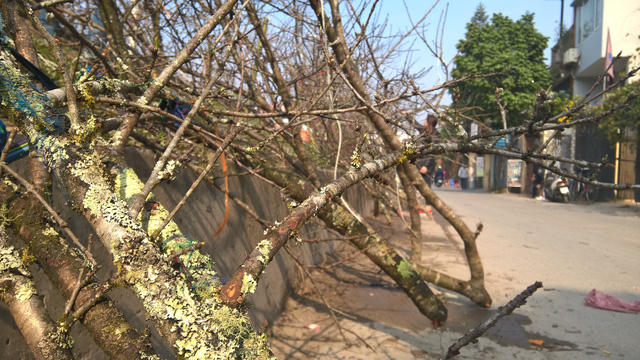 Những cây đào mốc được vận chuyển hàng trăm cây số, nếu không bán được trong từ nay đến hết 30 tết, những cành đào này sẽ được thải bỏ.