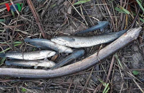 Một số loại cá chết do người dân gom lại.