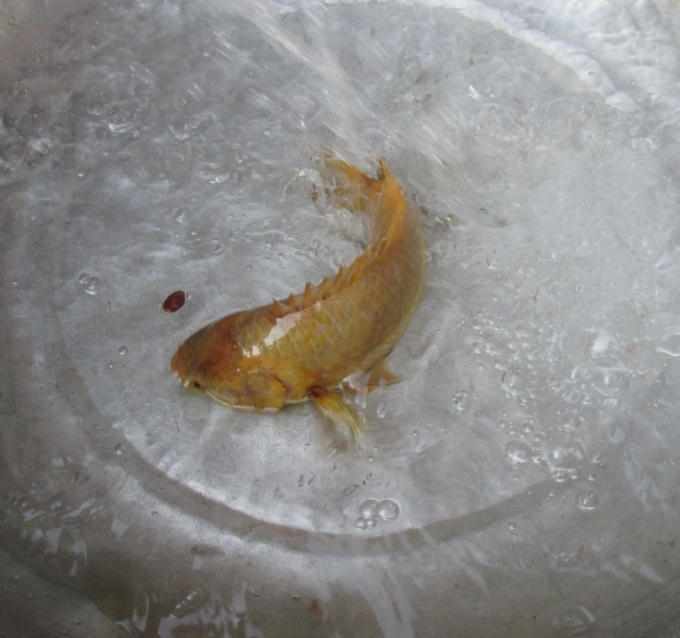 Rất nhiều người đến xem con cá rô vàng của ông Khôi.