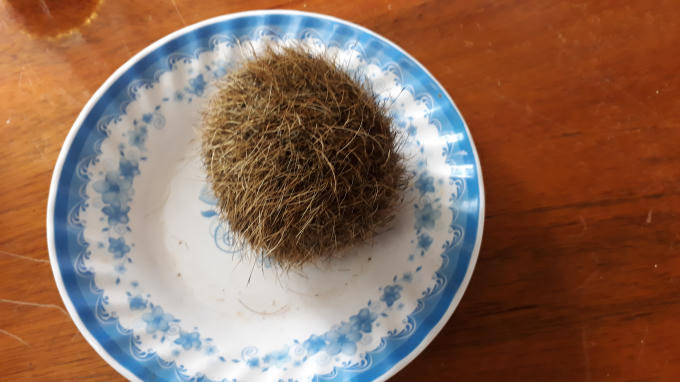 Vật thể được lấy ra sau khi mổ bụng con heo nái của gia đình.