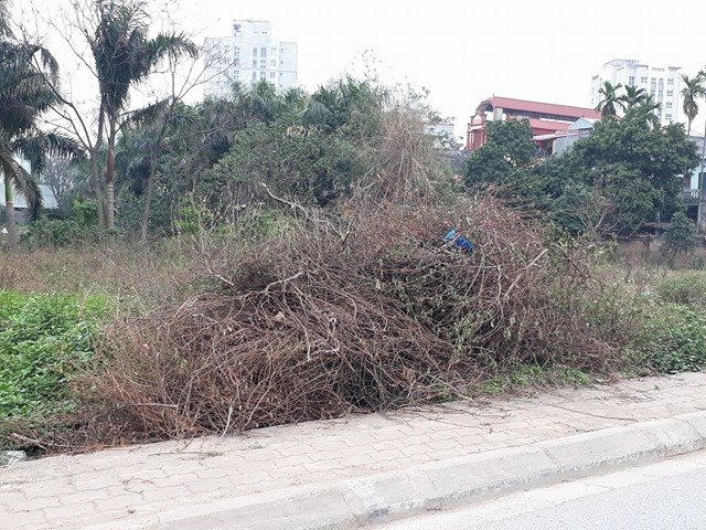 Đào bị chặt bỏ chất đống chờ đốt.