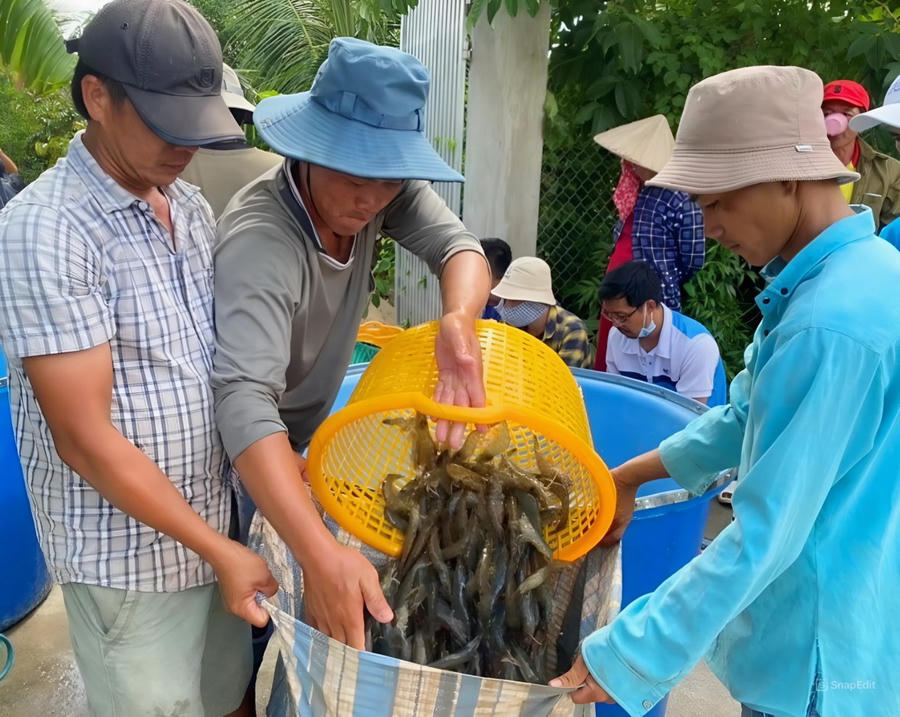 Năm 2024, sản lượng tôm Cà Mau ước đạt 252.000 tấn, bằng 99,6% kế hoạch, tăng 4,5%.