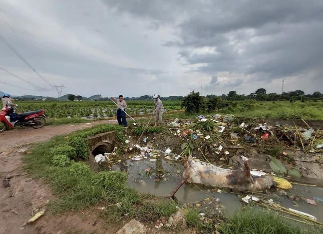 Xác lợn chết xuất hiện nhiều khu vực ảnh hưởng nghiêm trọng đến môi trường.
