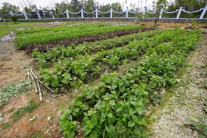 Nhiều loại rau xanh được trồng khu vực bên cạnh đền thờ.