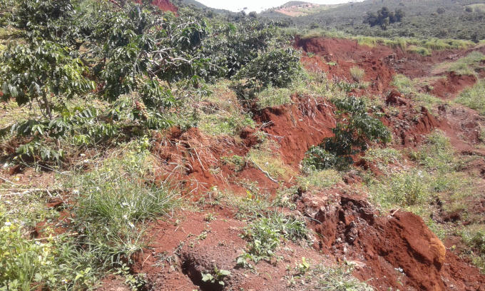 L&acirc;m Đồng: Nhiều diện t&iacute;ch c&agrave; ph&ecirc; bị ch&ocirc;n v&ugrave;i do sạt lở đất