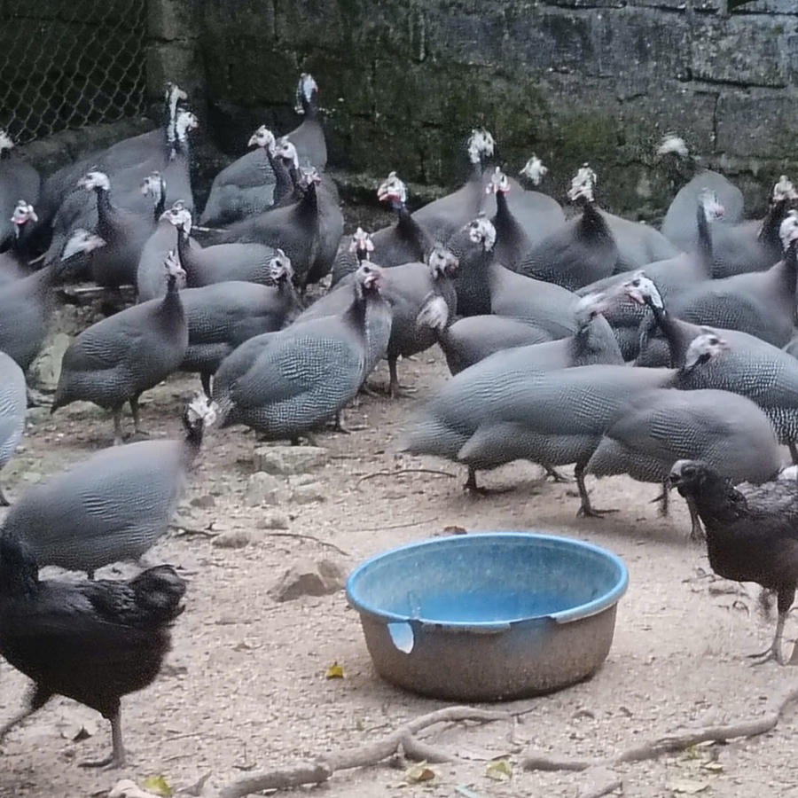 Đàn gà lôi đen được nuôi lấy thịt và trứng của ông Nguyễn Xuân Đoán. (ảnh: NDCC)