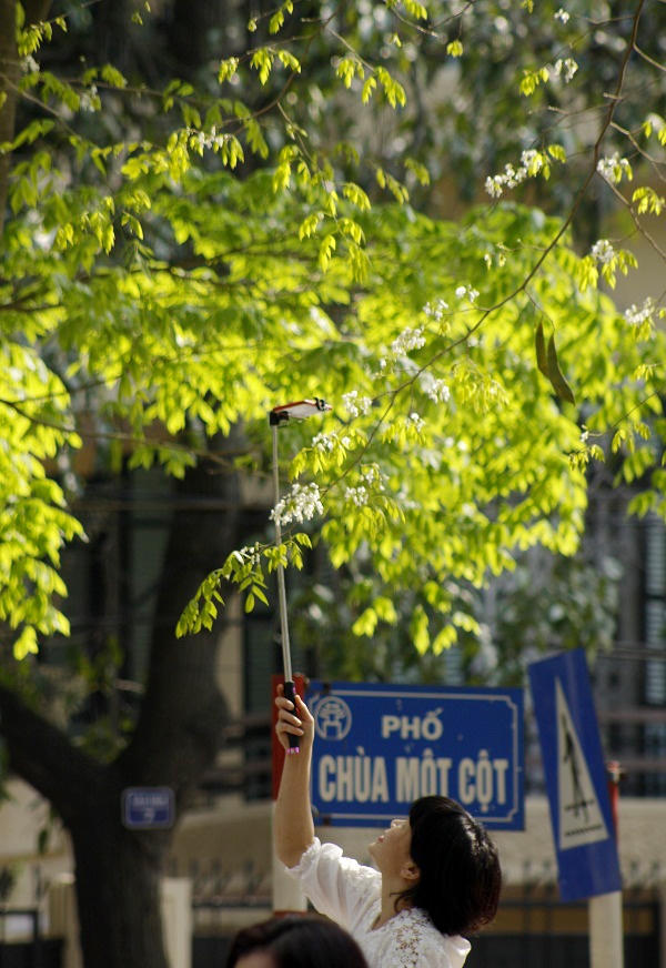 Trước vẻ đẹp ngỡ ngàng của những bông hoa sưa, ai đi qua bắt gặp những hình ảnh này cũng đều phải ngước nhìn.