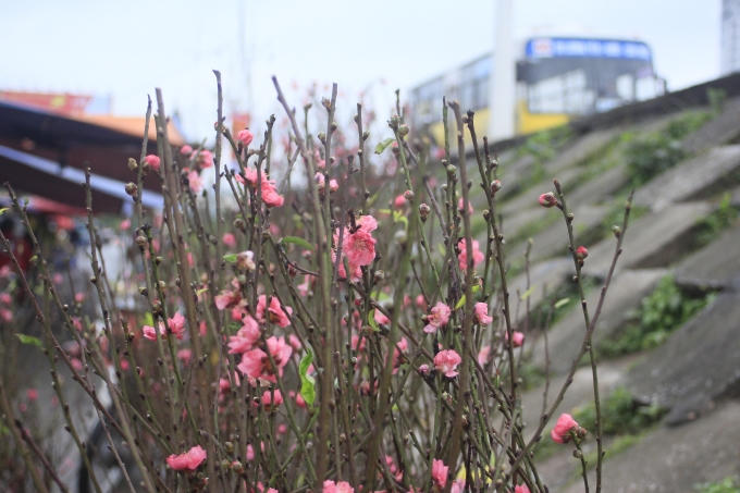 Hương Tết sớm tr&agrave;n về thủ đ&ocirc;