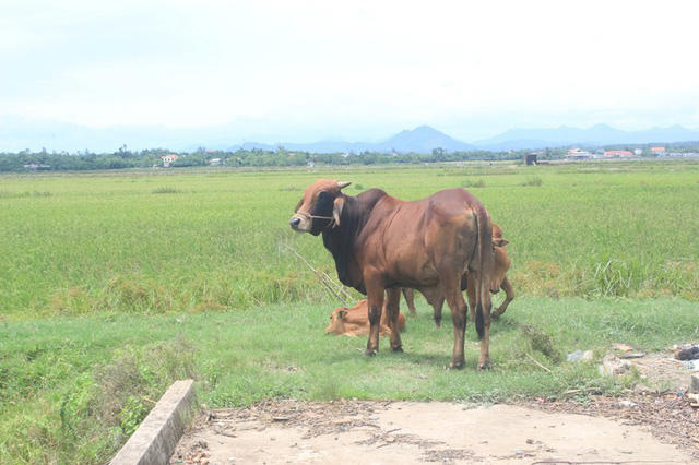 Lãnh đạo địa phương khẳng định sẽ sớm kiểm tra, nếu phát hiện sai phạm thì sẽ xử lý nghiêm và trả lại tiền cho bà con.