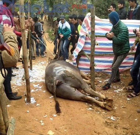 Một chú trâu đã bại trận và chết ngay tại chỗ. (Ảnh: Đông Bắc)