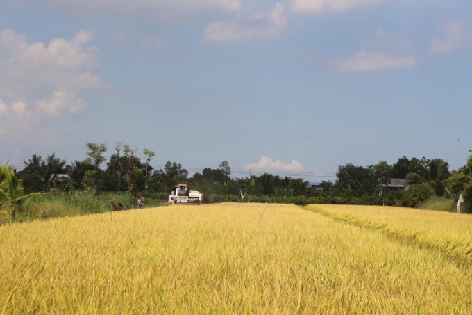 Những ruộng lúa bao la bát ngát quyện với mùi hương sữa ngọt dịu của “hạt ngọc trời” sẽ khiến ta như thả mình vào khoảng trời bình dị, thư thái của miền quê. Nếu là người con của vùng quê hương trồng lúa, dù có đi xa đến đâu thì hương lúa vẫn luôn khiến ta vấn vương và nhớ mãi.