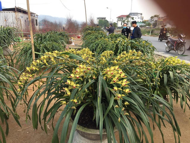 Hàng ngàn chậu hoa Trần Mộng Sa Pa tiền triệu được bày bán tại chợ hoa xuân với giá rẻ bất ngờ vì ảnh hưởng của đại dịch Covid-19