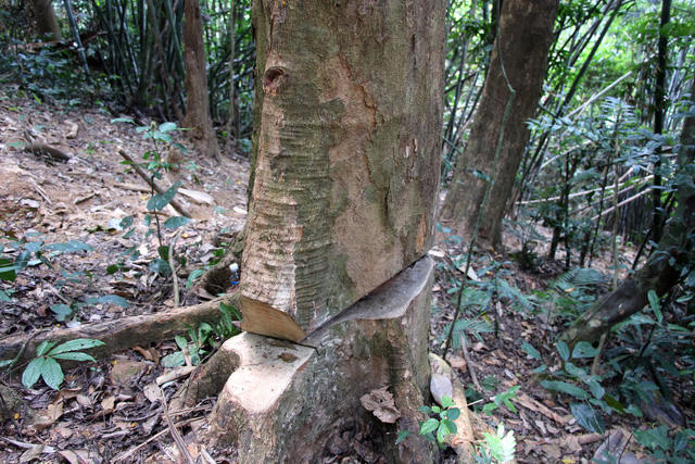 Một cây gỗ bị cưa dở