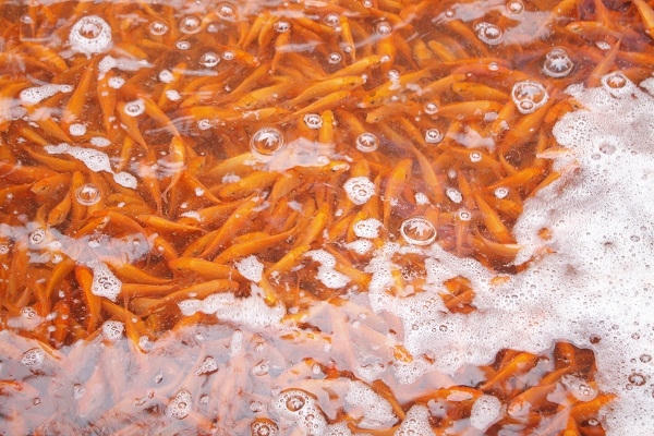 Ảnh: Như Trường.