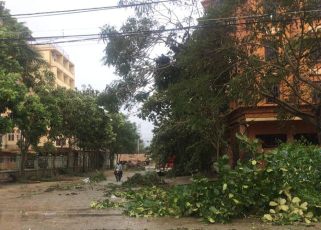 Thanh Hóa dù không nằm trong vùng tâm bão vẫn ngổn ngang cây gãy đổ.