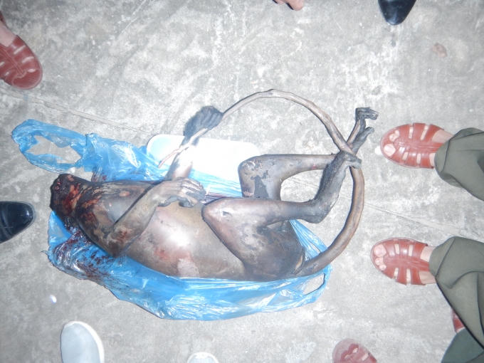 Cá thể Vọoc Hà Tĩnh (Trachypithecus hatinhensis) đã chết được vận chuyển.