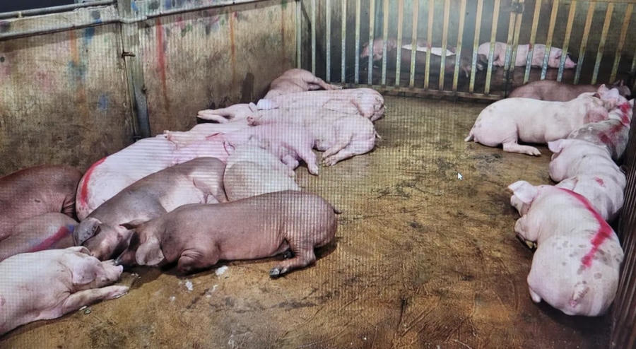 Theo kết quả xét nghiệm cho thấy các mẫu thịt và nội tạng dương tính với virus dịch tả lợn Châu Phi.