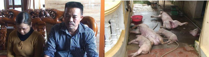 Đối tượng Đặng Văn Tuyền, Ngô Thị Nguyện cùng số lợn đã chết, bốc mùi hôi thối bị cơ quan chức năng bắt quả tang. (Ảnh: Bùi Thành).