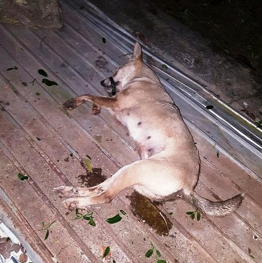 Trên xe có chở theo 4 con chó, trong đó 3 con đã chết cùng nhiều bã chó. (Ảnh. Q.V)