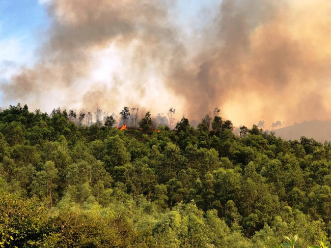 Khu rừng ở xã Châu Lộc, huyện Hậu Lộc (Thanh Hóa) bốc cháy.