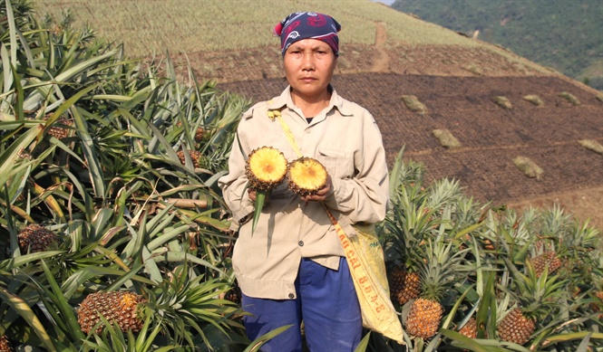 Nhà máy luyện kim màu thải chất thải ra môi trường khiến hàng loạt diện tích dứa của người dân xã Bản Lầu bị hỏng, thất thu.