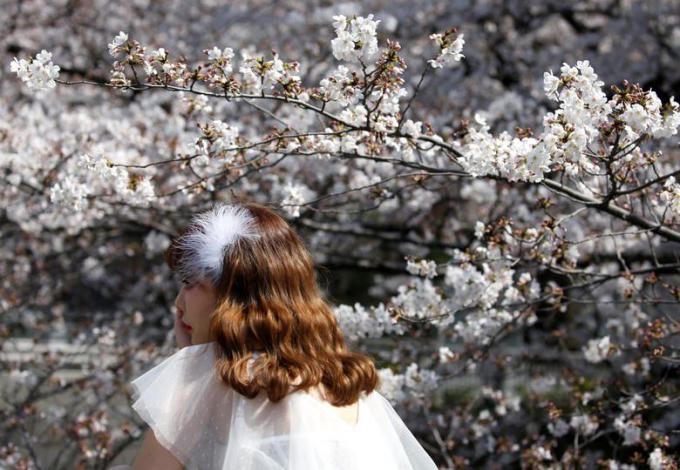 Chiêm ngưỡng sắc hoa anh đào đẹp hút hồn từ Tokyo tới Mỹ